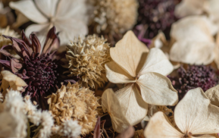 Dried Botanicals